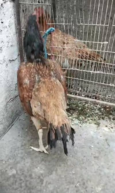 aseel mianwali triple body