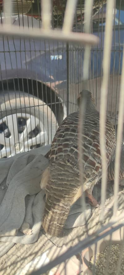 gray teetar 2 PCs male for sale