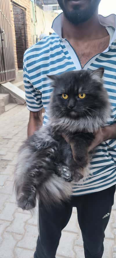 Persian  male cat