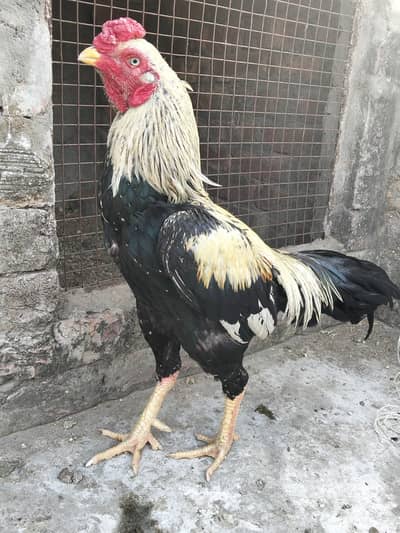 ASEEL SINDHI MURGA FOR SALE 03044329754