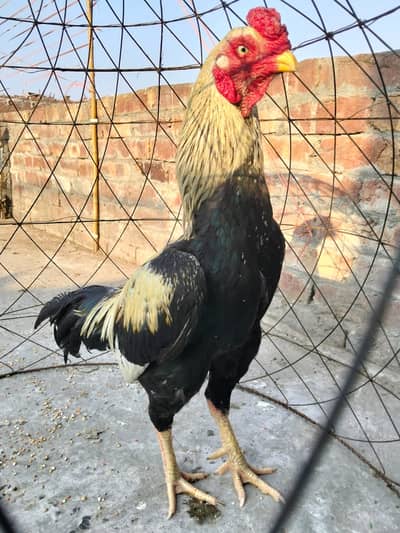 ASEEL SINDHI MURGA FOR SALE 03044329754