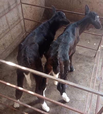 bachadi do aadat cross