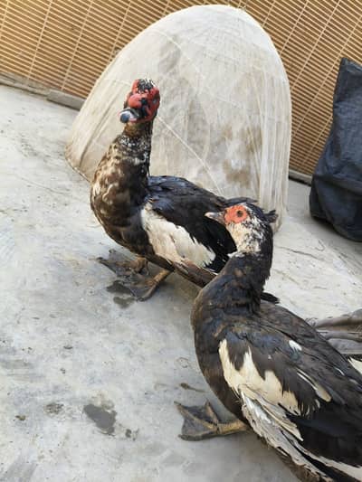 Duck , Muscovy ducks (Cairina moschata)