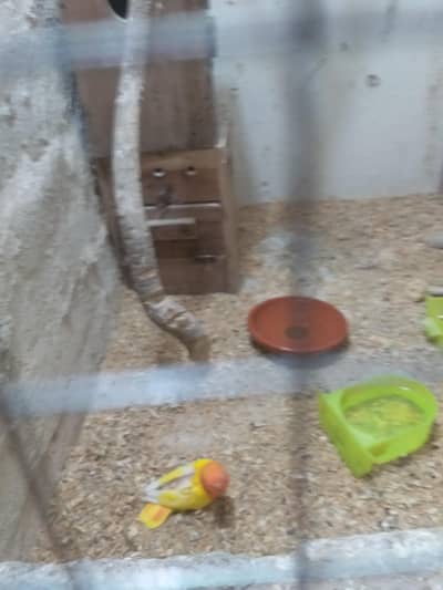 Lovebirds Lutino Opline Opline ino's