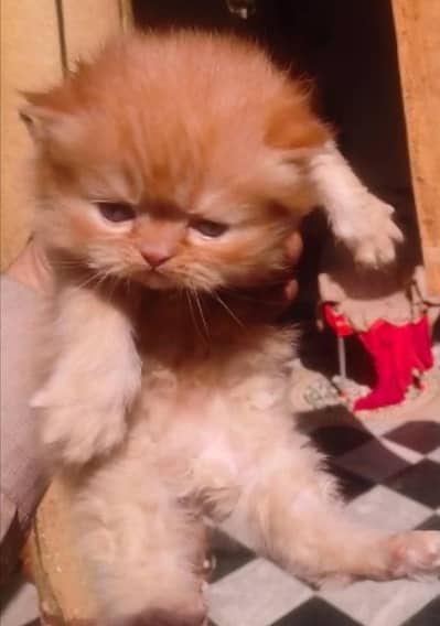 Golden Punch face, kittens