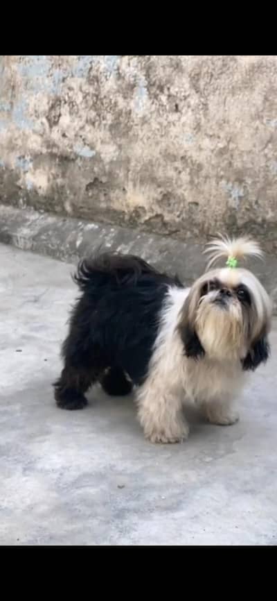 shih tzu dog