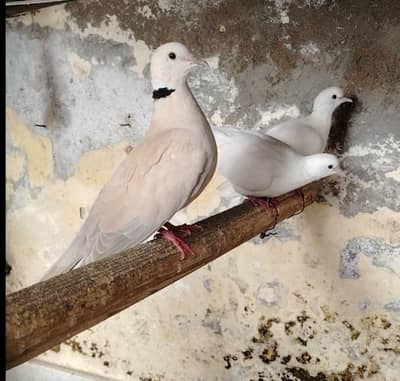 Doves pairs