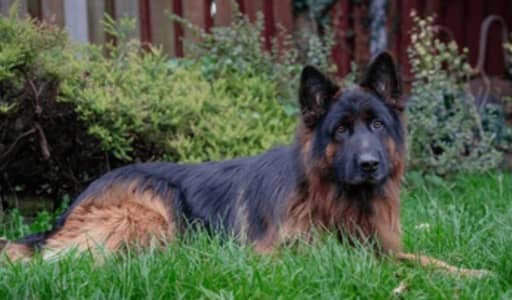 pink pedigree male high quality imported parents show class male