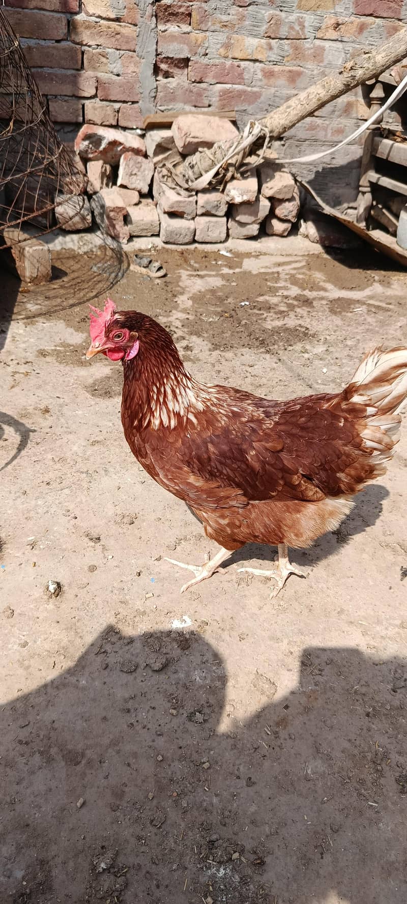 لاھمن اور دیسی مرغیاں گھر کی ۔03067901675 0