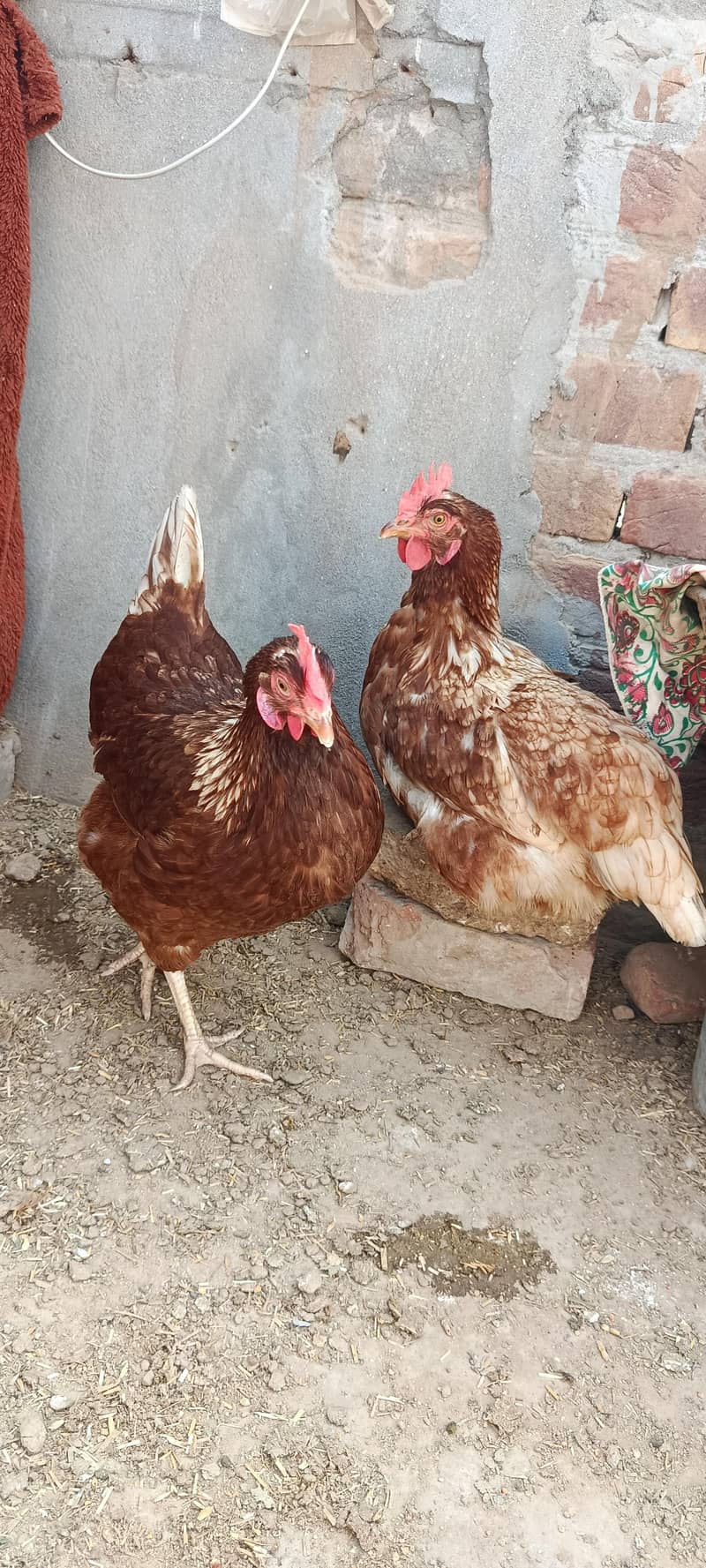 لاھمن اور دیسی مرغیاں گھر کی ۔03067901675 1