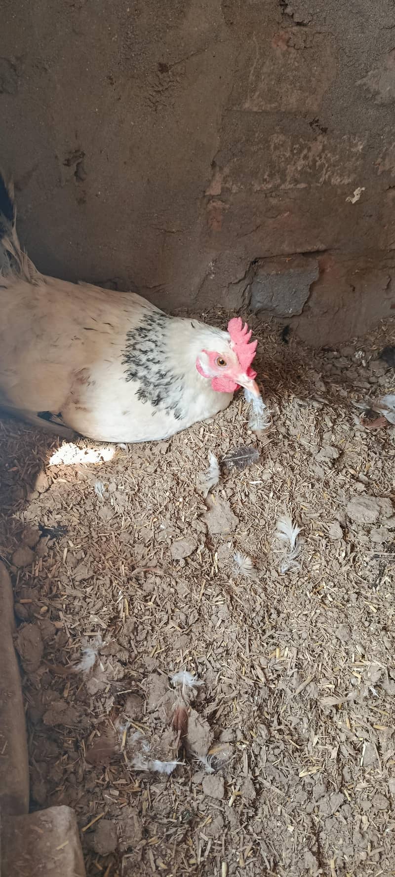 لاھمن اور دیسی مرغیاں گھر کی ۔03067901675 2