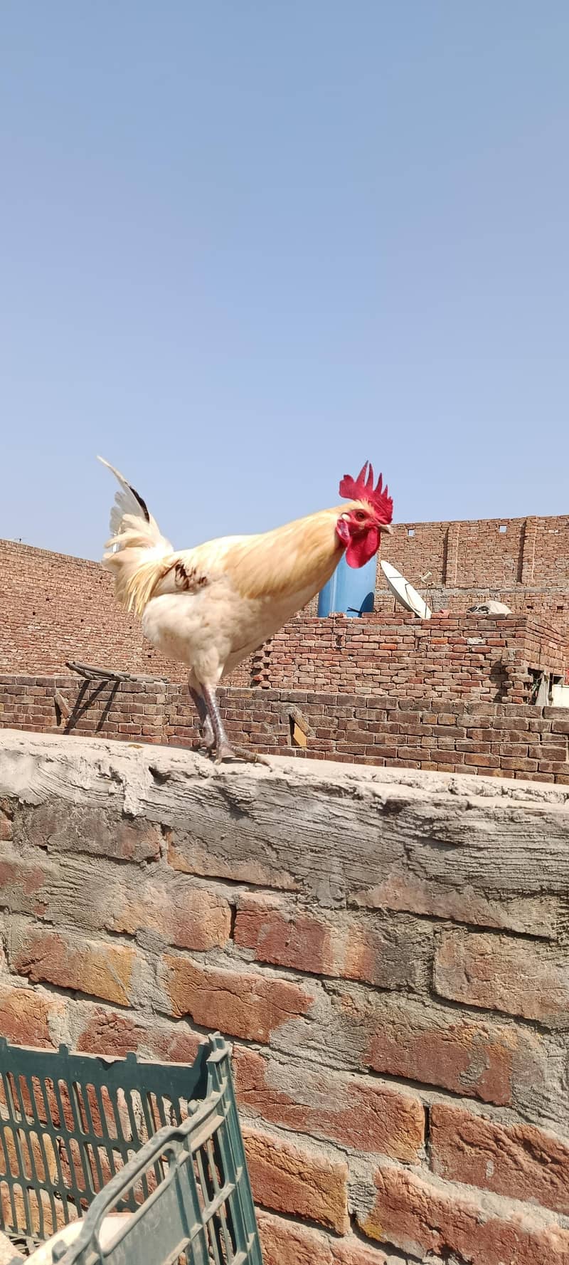 لاھمن اور دیسی مرغیاں گھر کی ۔03067901675 3