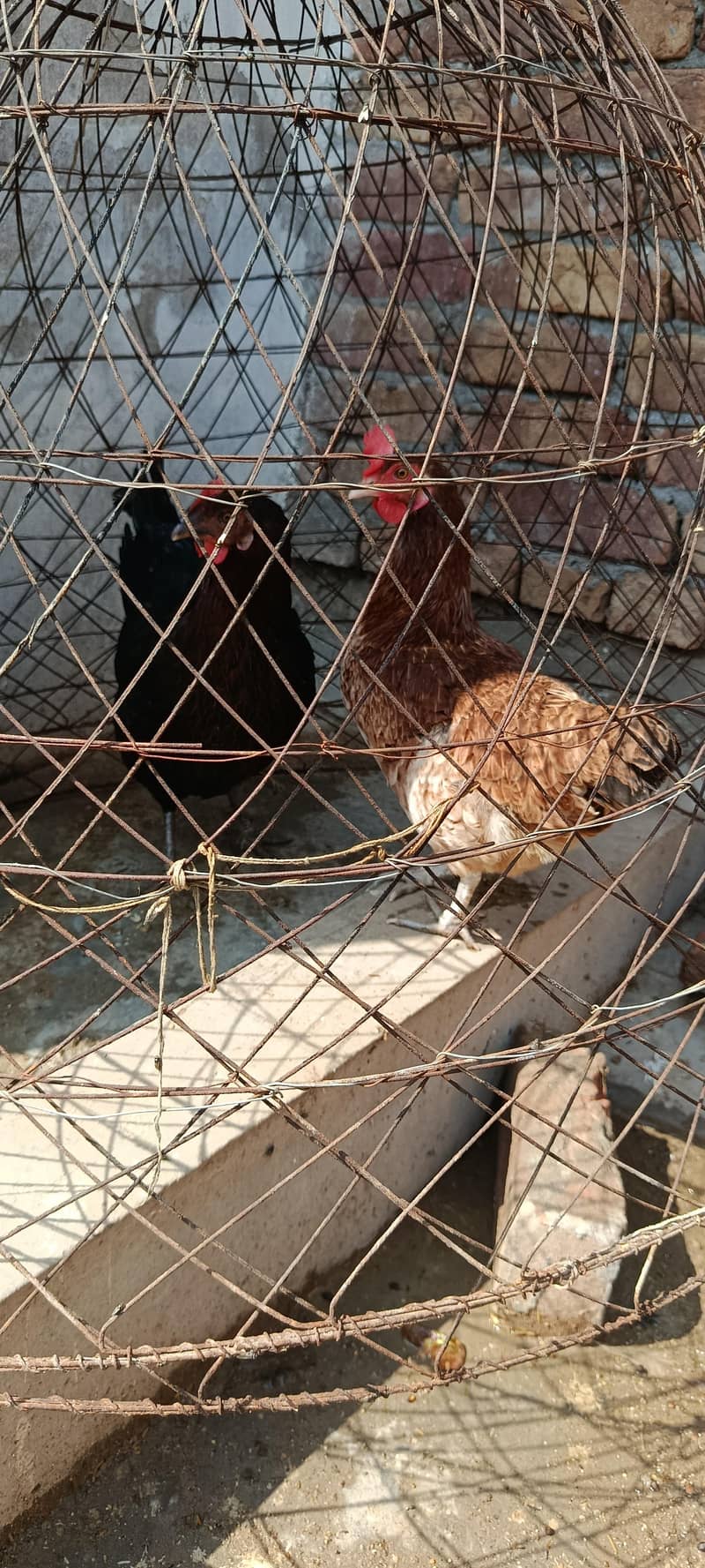 لاھمن اور دیسی مرغیاں گھر کی ۔03067901675 4