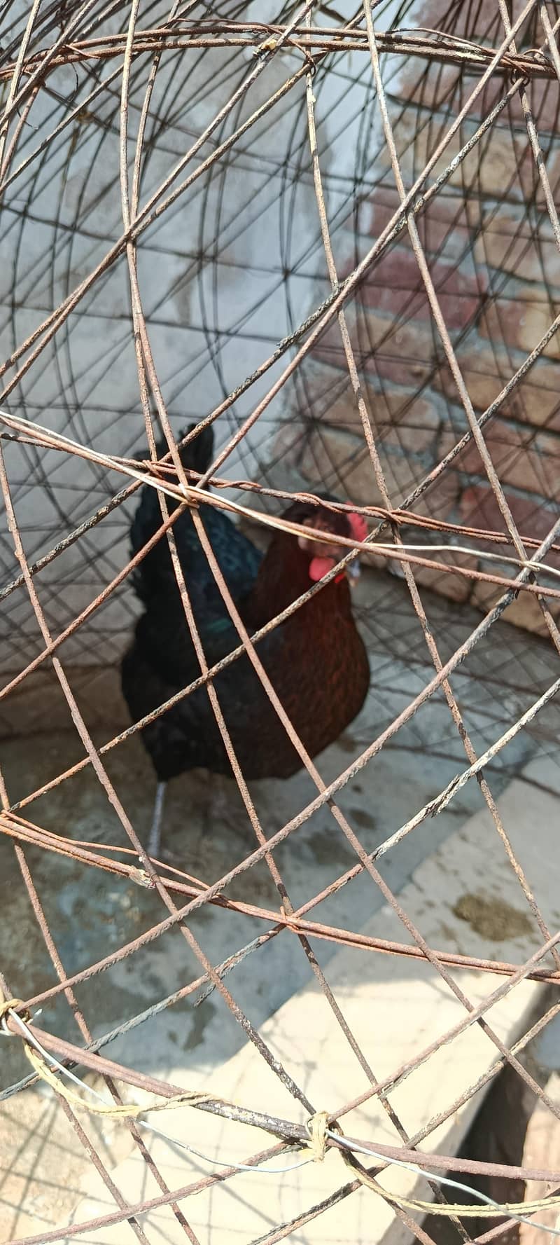 لاھمن اور دیسی مرغیاں گھر کی ۔03067901675 5