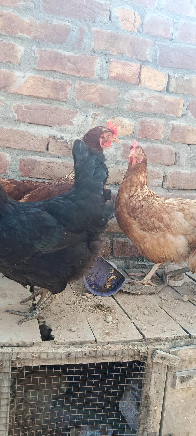 لاھمن اور دیسی مرغیاں گھر کی ۔03067901675 7