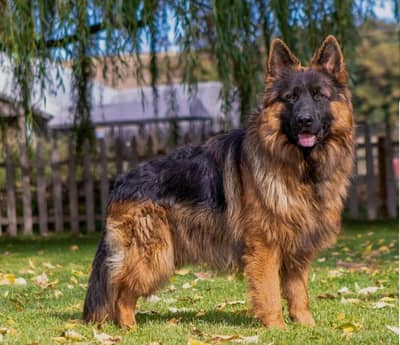 pink pedigree male high quality imported parents show class male