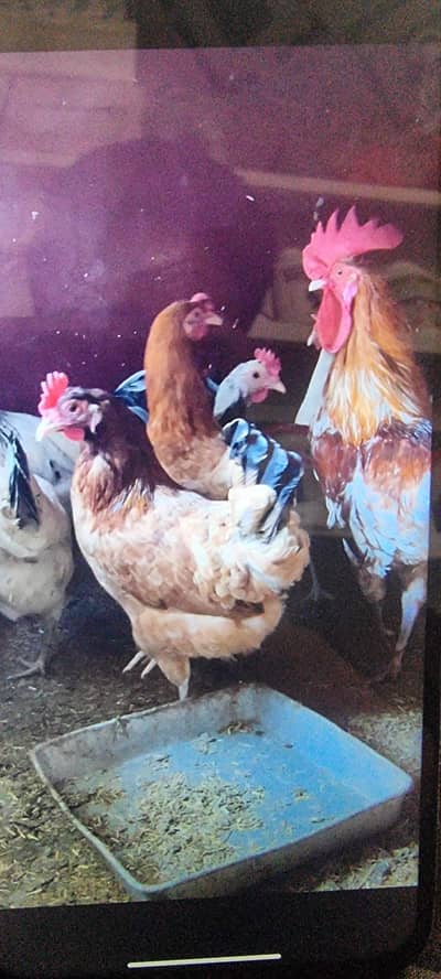 WhatsApp number 03706572301