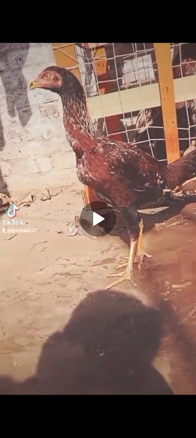 kork morgi burmi or ak black Pakistani