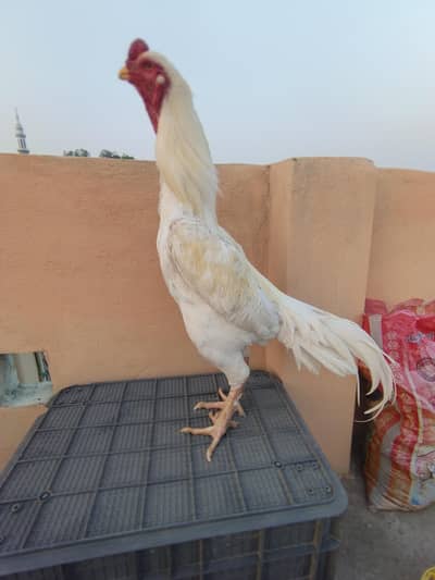 White O shamo breeder male