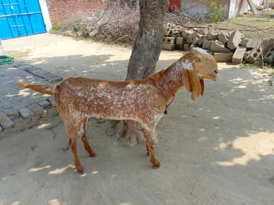 Makhicheeni goat makhicheeni bakri