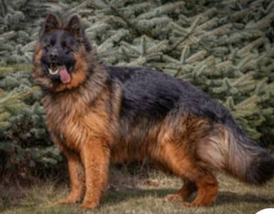 German Shepherd  male pink pedigree male high quality imported parents
