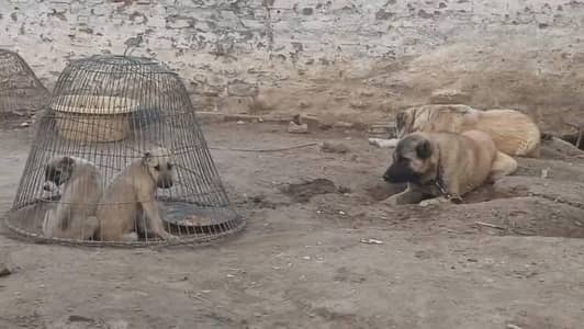 wastup number 0302.5109073