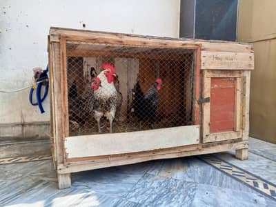 4 hens misri with cage abeautifull pairs daily lay 2 or3 egs