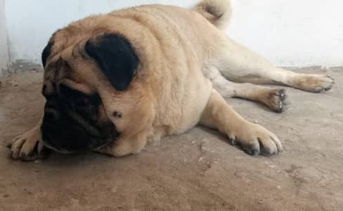 Pug male