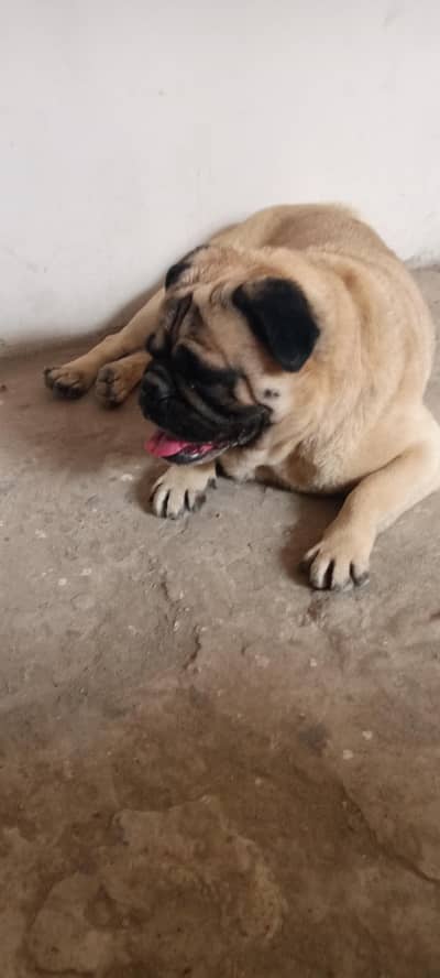 Pug male