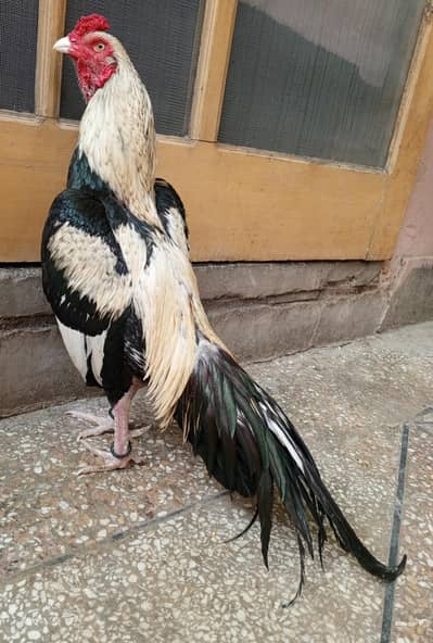 aseel murga jawa 03498200770