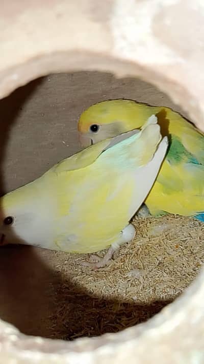 3000 Bonded lovebirds pair