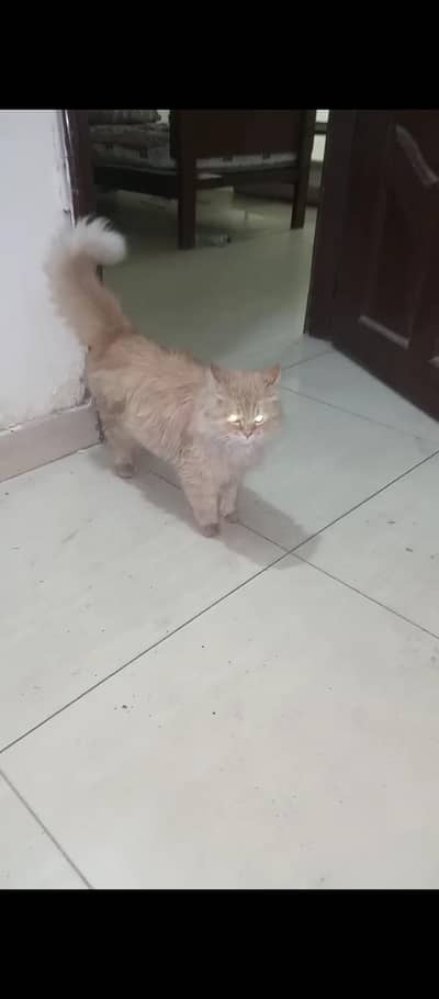 Coat: Persian cats are known for their long, thick "triple coats".