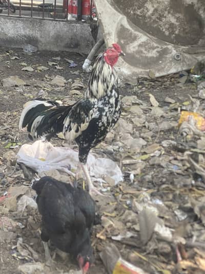 Aseel murga aseel murgi high