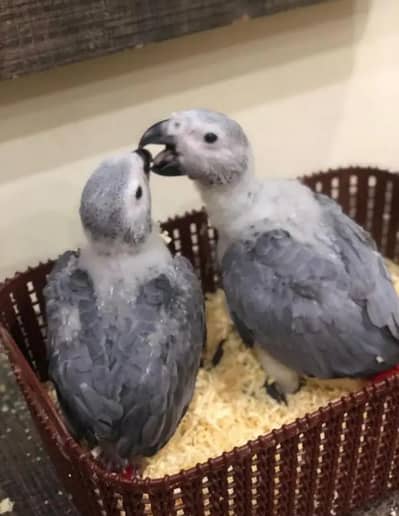 African grey parrot chicks for sale 03244339657