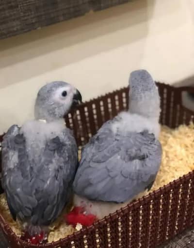 African grey parrot chicks for sale 03244339657