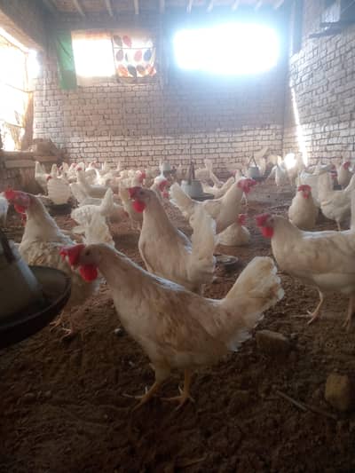 Layer Hens 7Month old