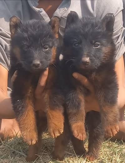 German Shepherd puppies for sale