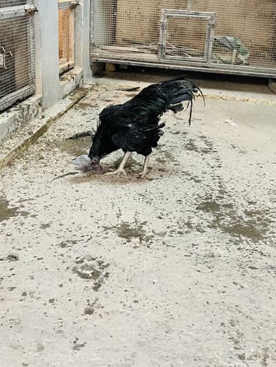 Ayam cemani Grey tangue breeder
