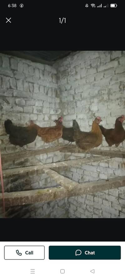 golden misrii chicken