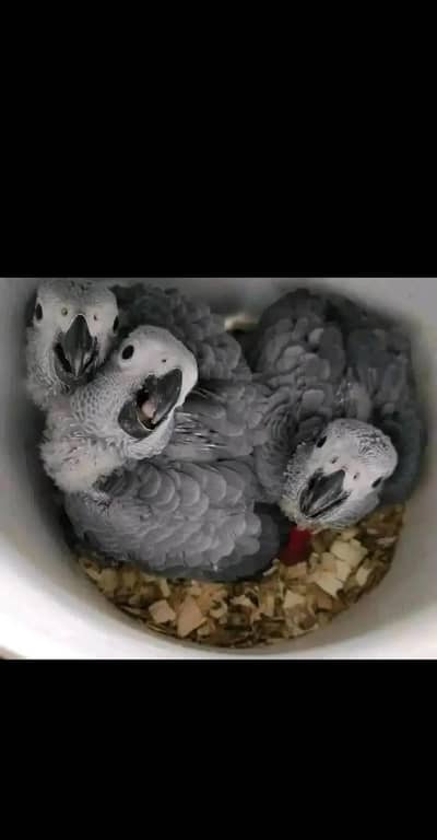 African grey parrot chicks for sale 03244339657