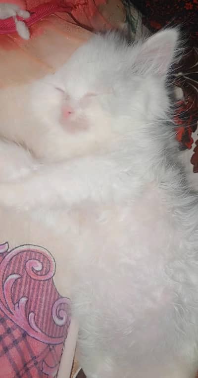 healthy and playful cat for sale