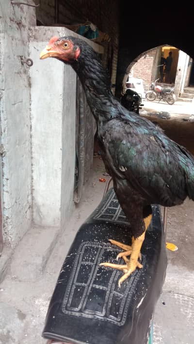 black colour peele nok nali