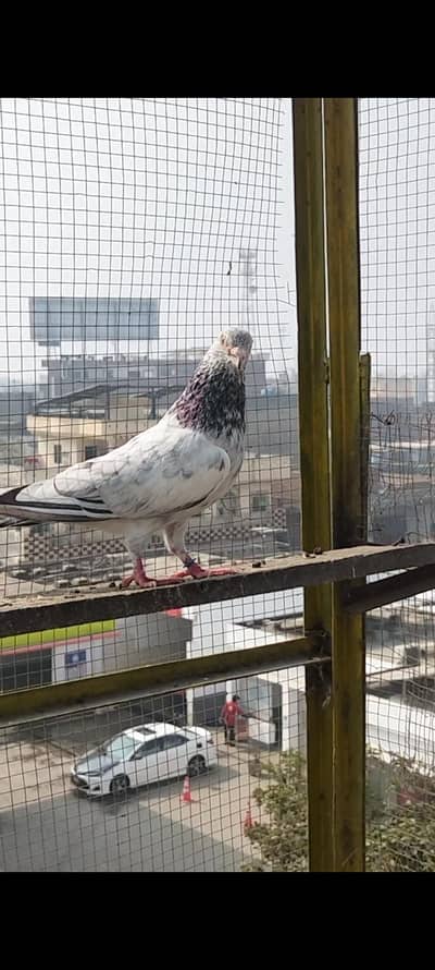 Pigeon For Sale