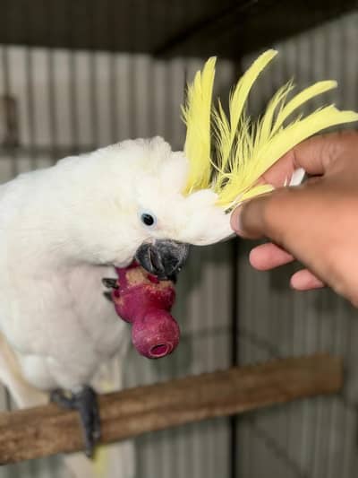 cookato parrot 0314*/18/28/913