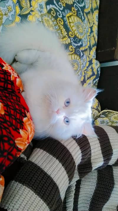 kitten She is very innocent and sweet