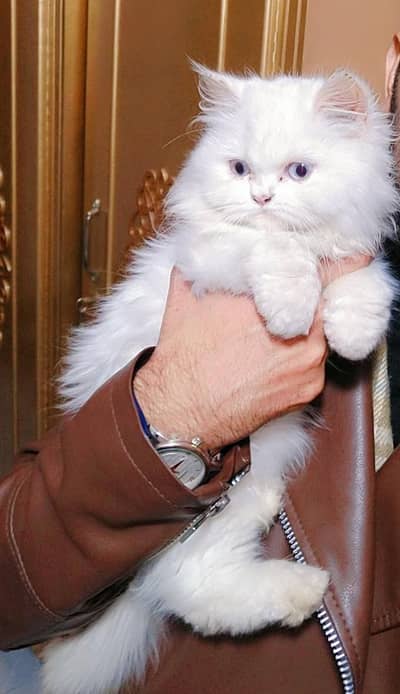 Persian Kittens | Female | White kitten  | Double Coated Kitten