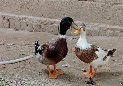 دیسی بطخ کے جوڑے دستیاب ہیں