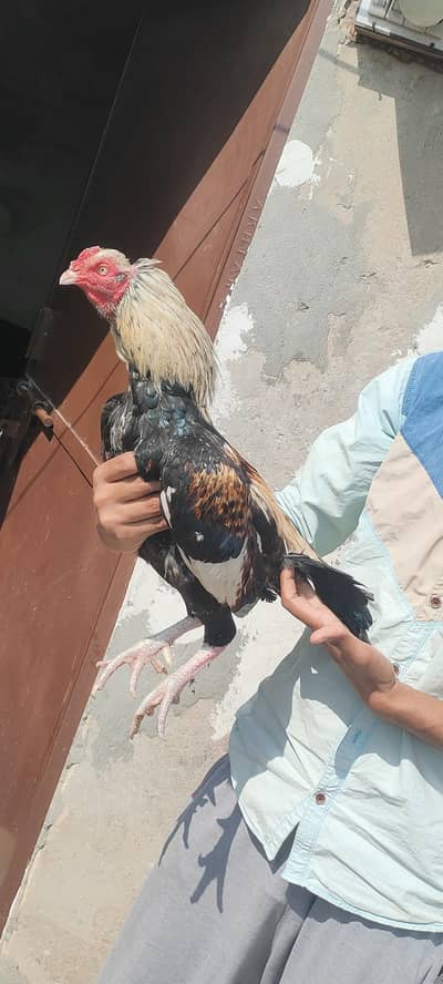 aseel murgha /aseel mianwali/aseel breed