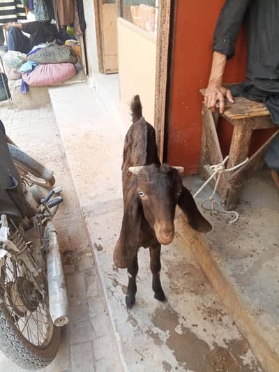lelpuri Bakra ha 3 month ka ha  03152507161