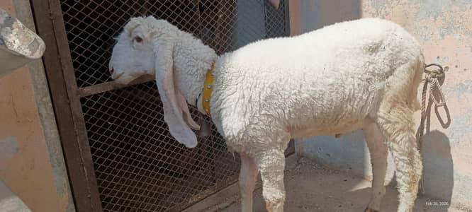 Larkana sheep
